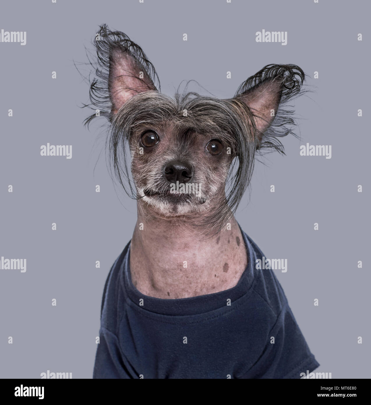 Chinese Crested Dog , 5 years old, in blue clothing against grey background Stock Photo