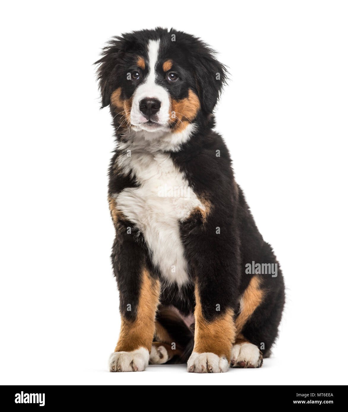 Oldest bernese hotsell mountain dog