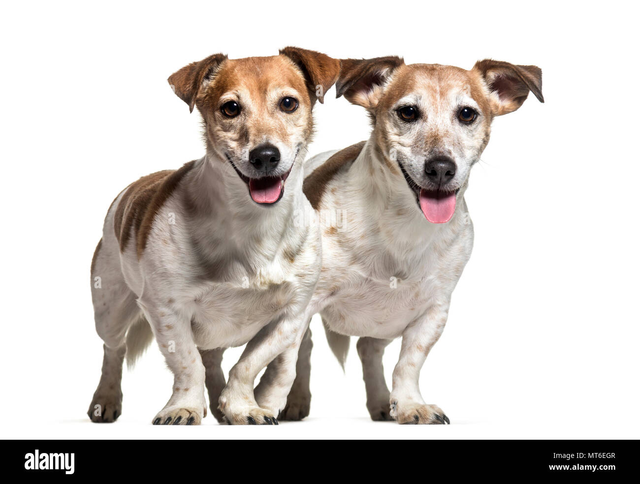 Jack Russell dogs , 8 years old, together standing against white background Stock Photo