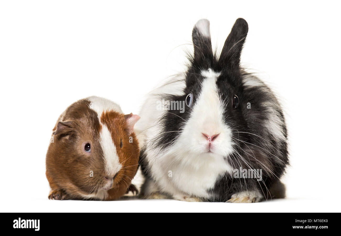 Guinea pig and rabbit together sitting against white background Stock
