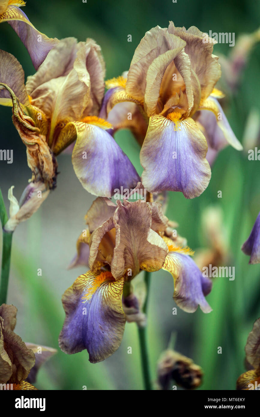 Tall bearded Iris ' Evolution ', bearded irises Stock Photo