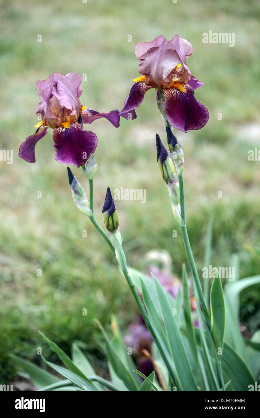 Tall bearded Iris ' Dauntless ', bearded irises Stock Photo