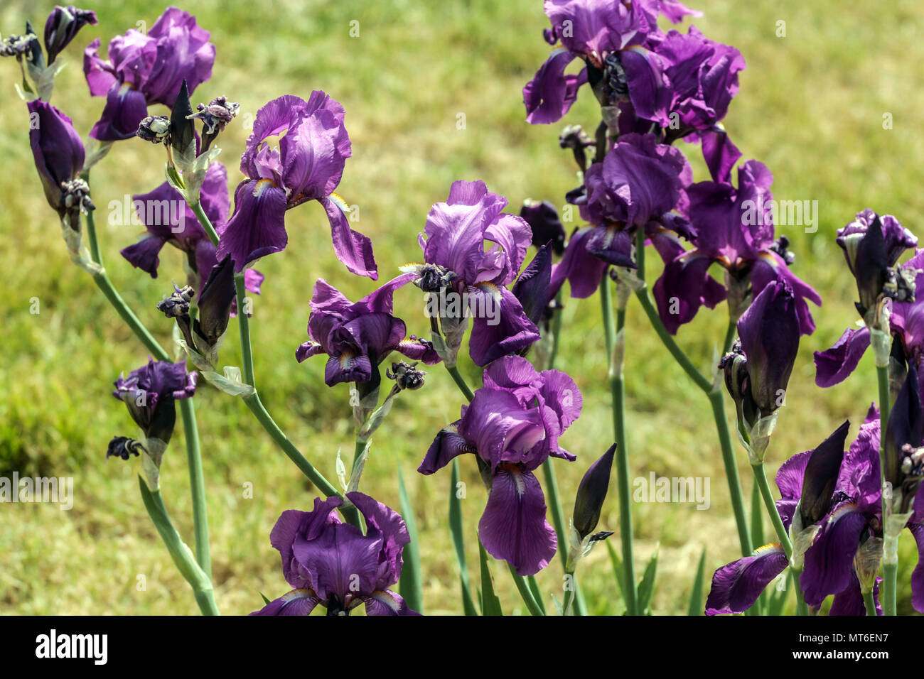 Tall bearded Iris ' Magenta ', bearded irises, Iris flower purple Stock Photo