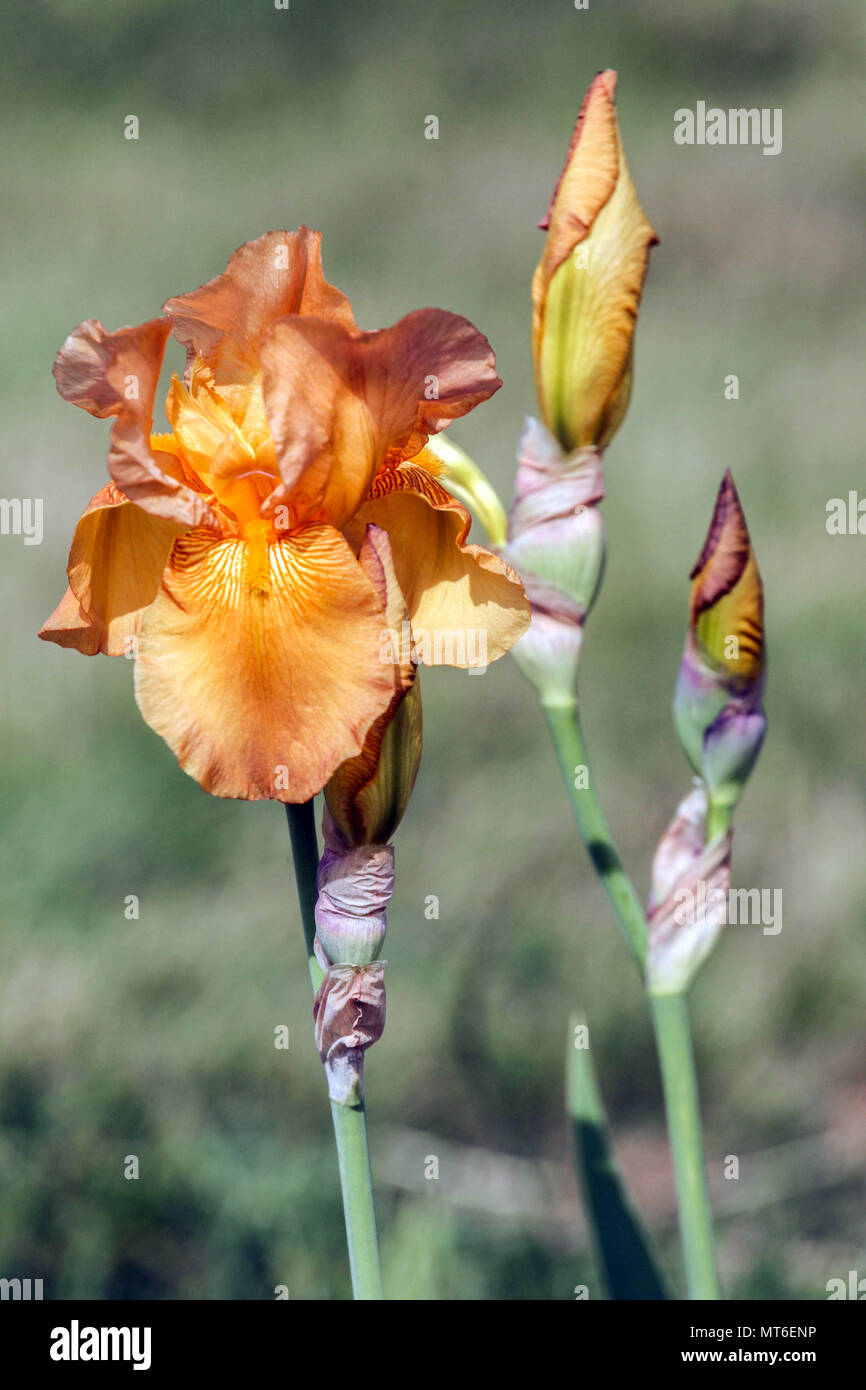 Tall bearded Iris ' Nightingale ', bearded irises Stock Photo