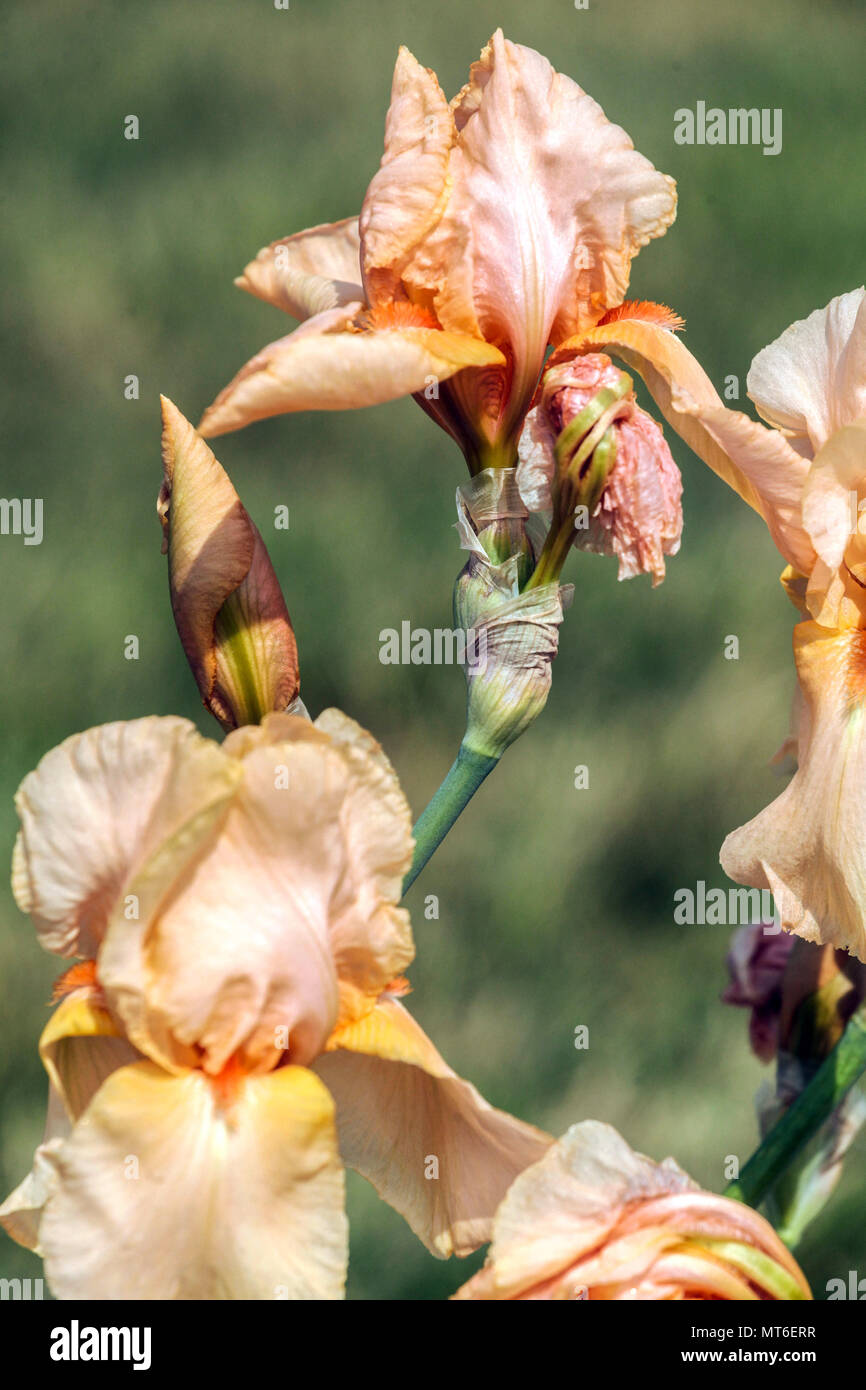Bearded Iris " Apricot Supreme ", bearded irises Stock Photo