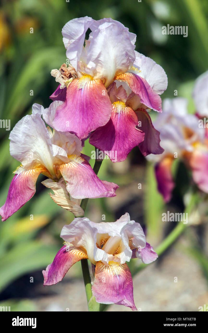 Tall bearded Iris ' Maytime ', bearded irises Stock Photo