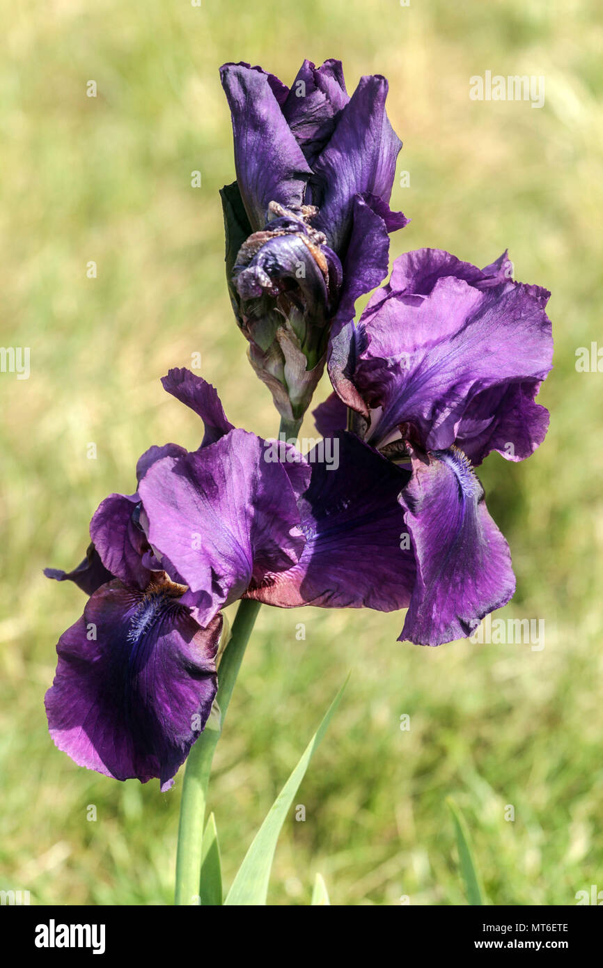 Tall bearded Iris ' Purple Haven ', bearded irises Stock Photo