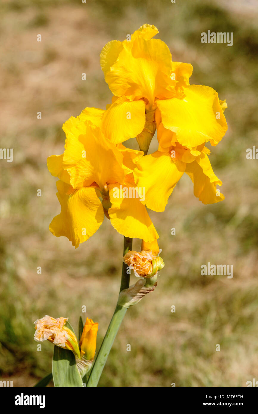 Tall bearded Iris ' Carolina Gold ', bearded irises, Iris flower yellow Stock Photo