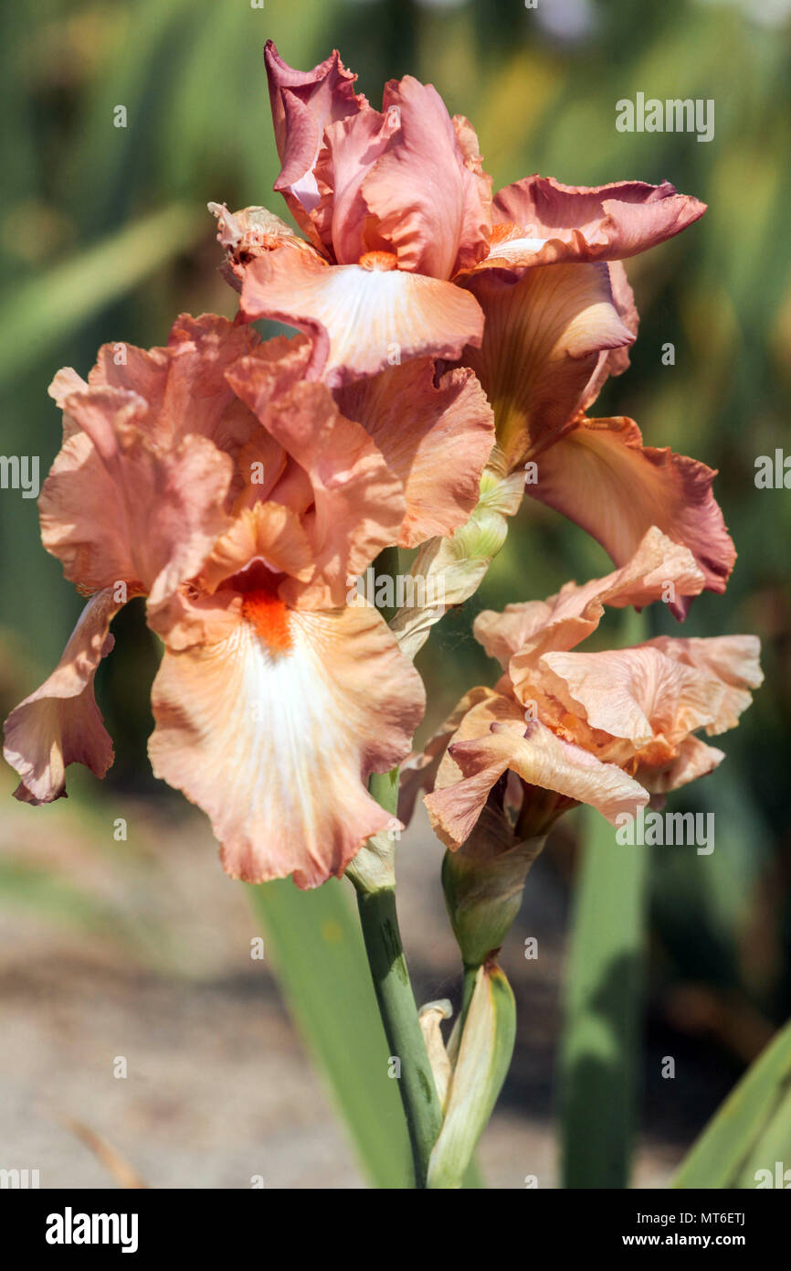 Tall bearded Iris ' Symphonette ', bearded irises Stock Photo