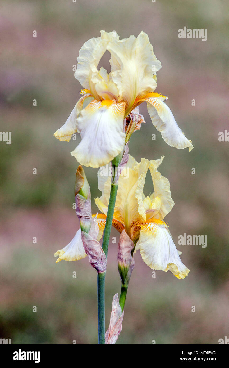 Tall bearded Iris ' Horned Skylark ', White bearded irises, orange hint Stock Photo