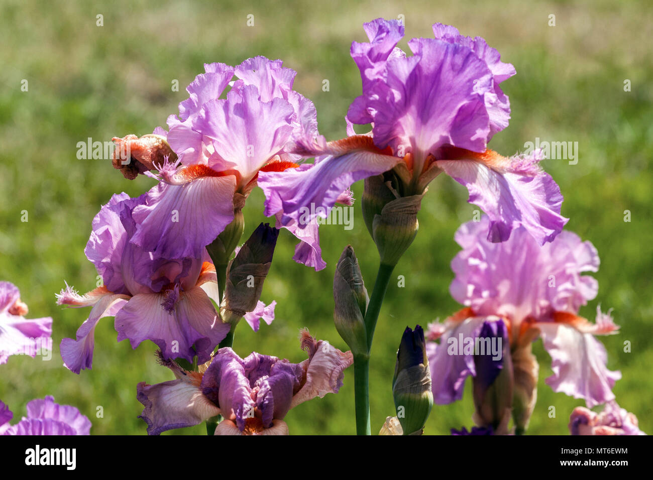 Tall bearded Iris ' Hyperspace ', bearded irises, Pink iris flower Large blooms Stock Photo