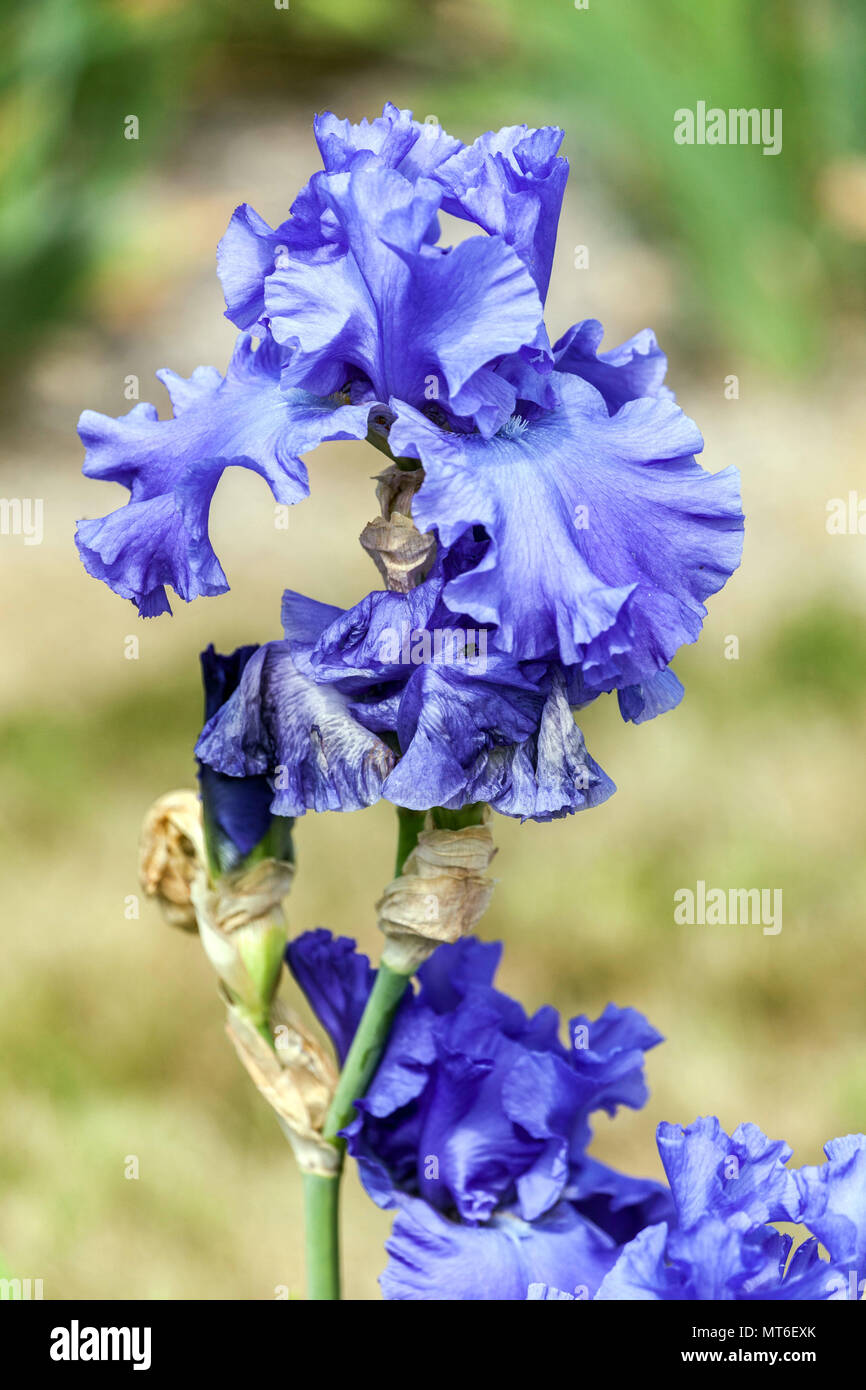 Tall bearded Iris ' Yaquina Blue ', bearded irises, Iris flower blue Stock Photo