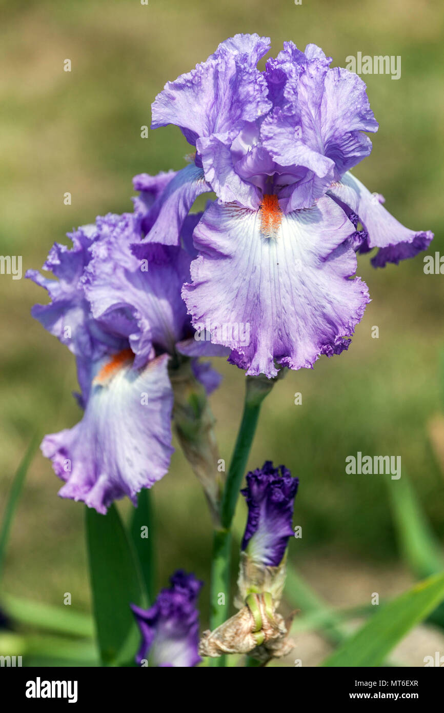 Tall bearded Iris ' Elegabaal ', bearded irises, Iris flower blue Stock Photo