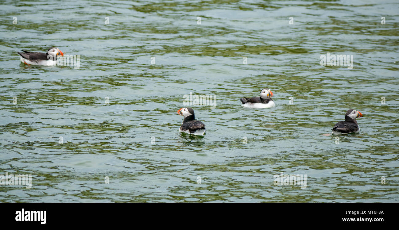 Puffins, Fratercula arctica, swimming in water, Isle of May seabird nature reserve, Scotland, UK Stock Photo