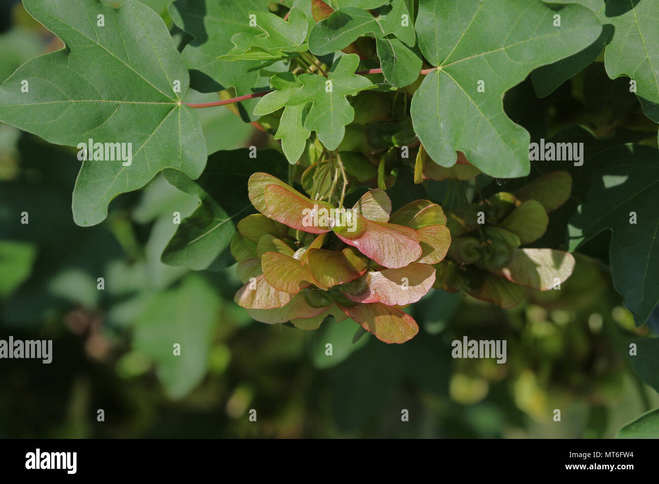 ripening maple or sycamore seed very close up Latin acer opalus or pseudoplatanus variety Italian maple in springtime Italy Stock Photo