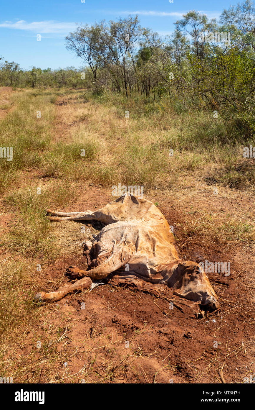 A dead cow on the side of the Gibb River Road, Kimberley, WA, Australia. Stock Photo
