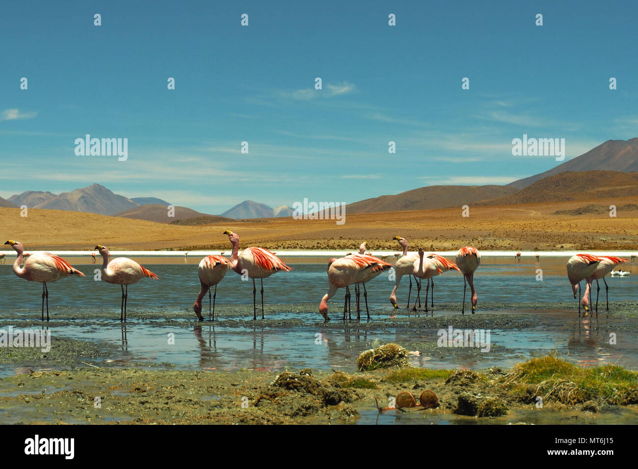 Salar de Uyuni, Bolivia magical and adventurous with flamingos Stock ...
