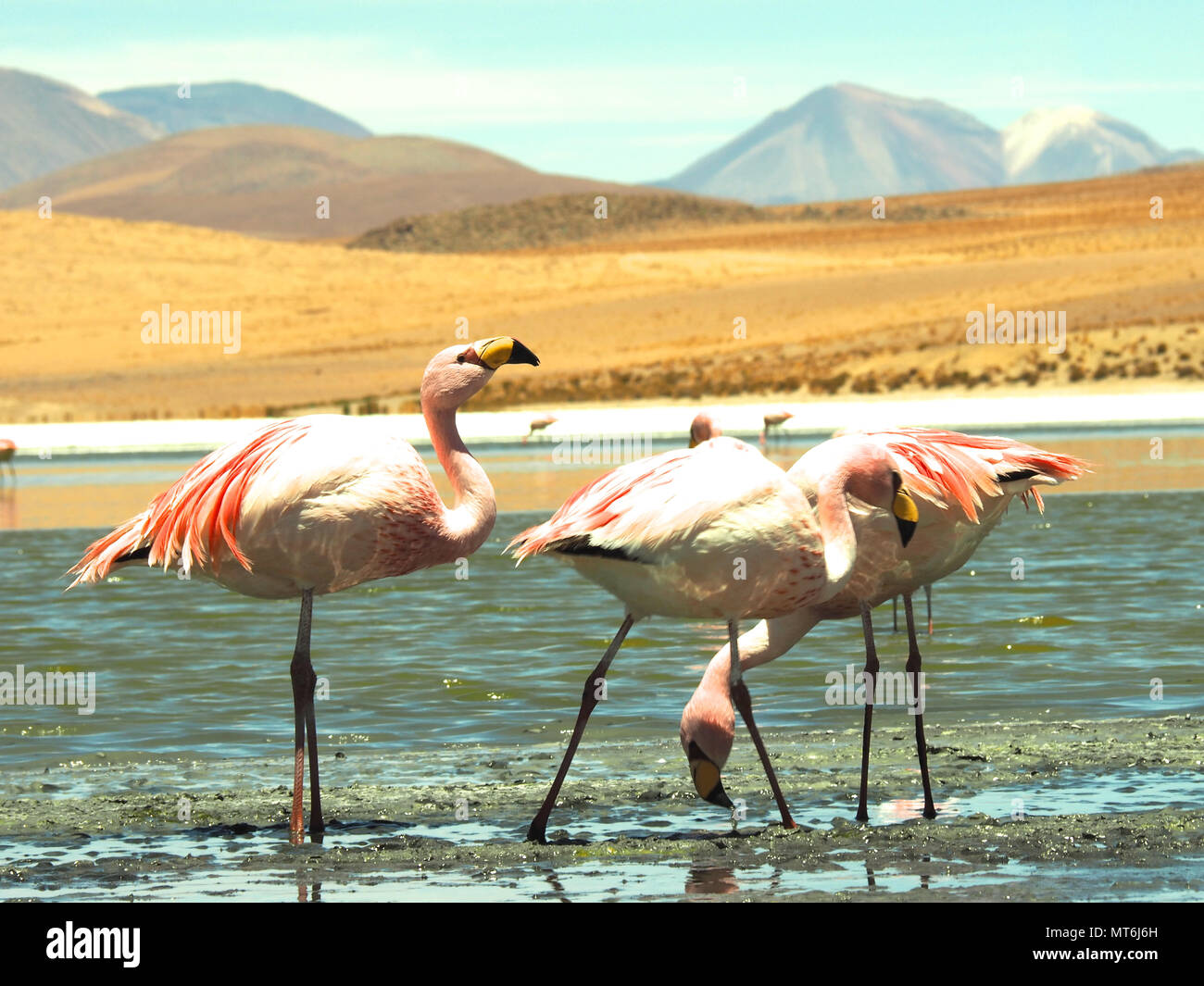 Salar de Uyuni, Bolivia magical and adventurous with flamingos Stock ...