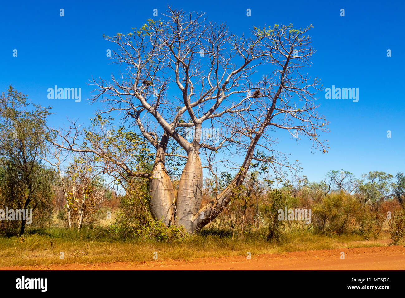 A boab tree Adansonia gregorii beside the Gibb River Road, Kimberley ...