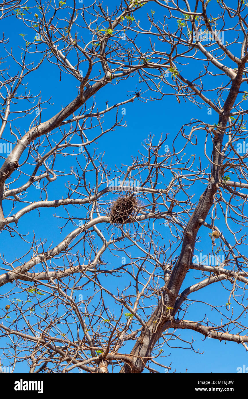 A bird nest in a boab tree Adansonia gregorii beside the Gibb River