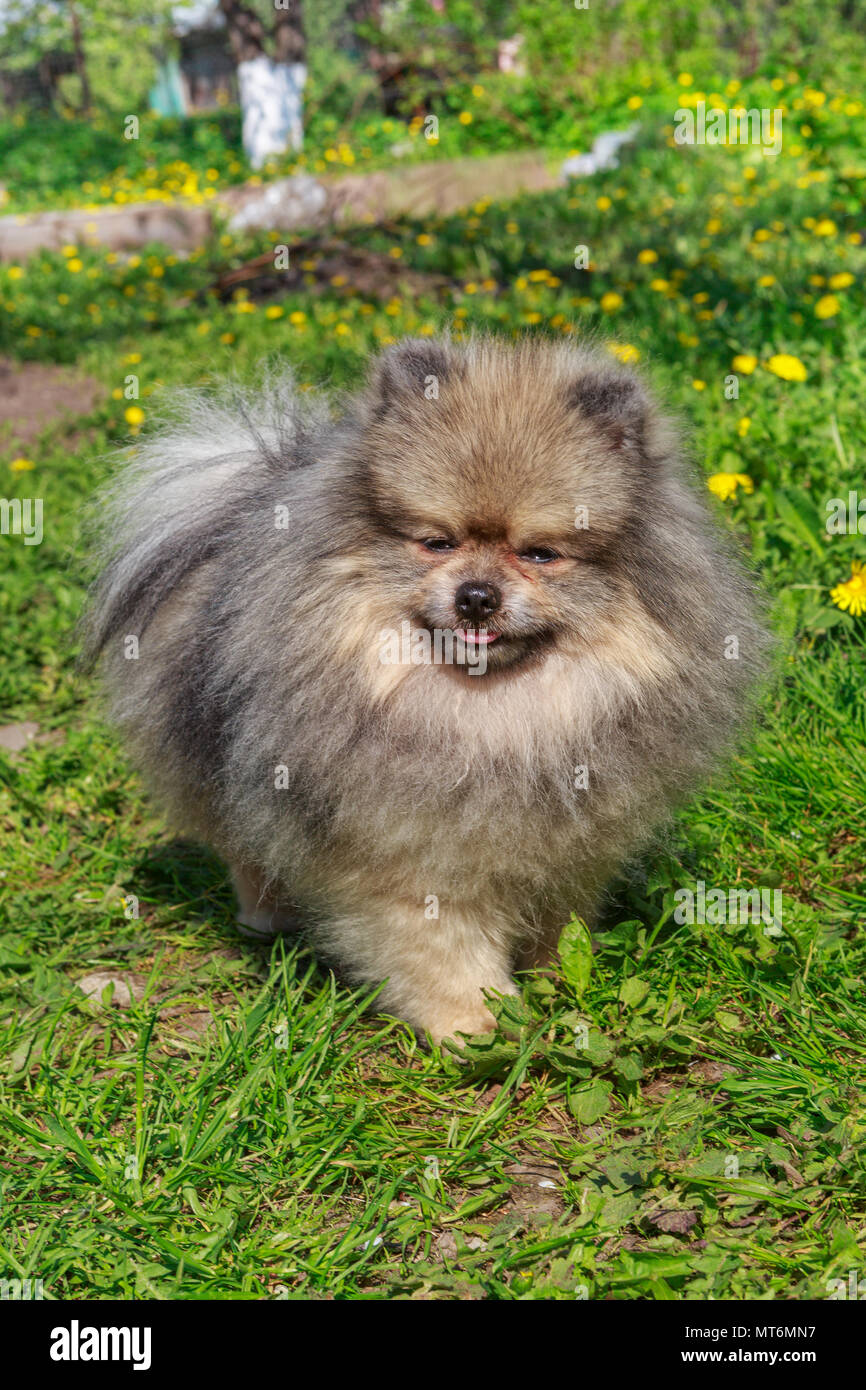 pomeranian small breed