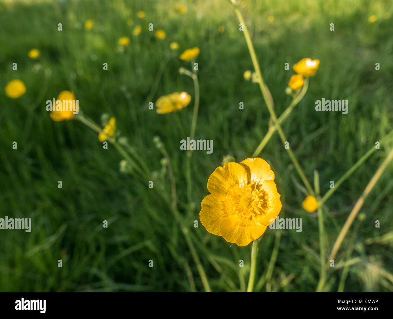 Wild butter cups growing on a hillside in the UK Stock Photo Alamy