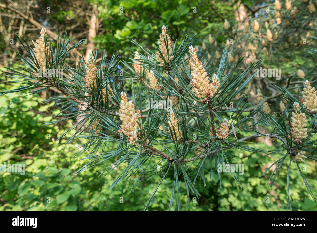 New pine tree cones growing on a conifer tree Stock Photo