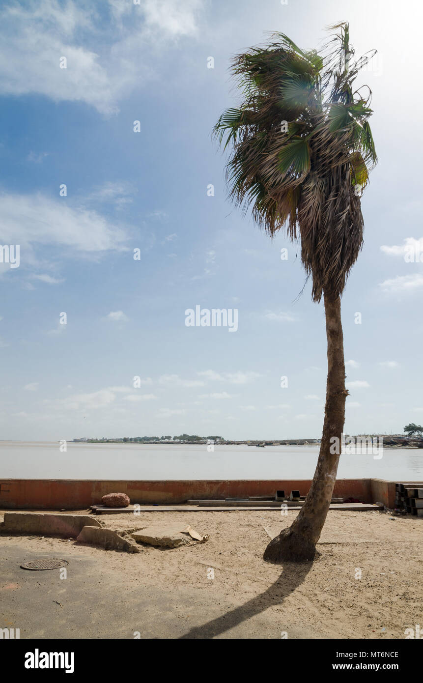 Single windswept palm tree in front of low wall at the sea in St Louis, Senegal, Africa Stock Photo