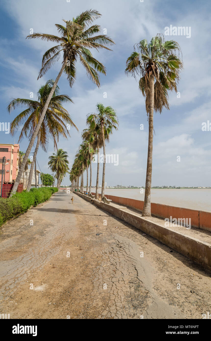 Windswept palm trees in front of low wall at the sea in St Louis, Senegal, Africa Stock Photo
