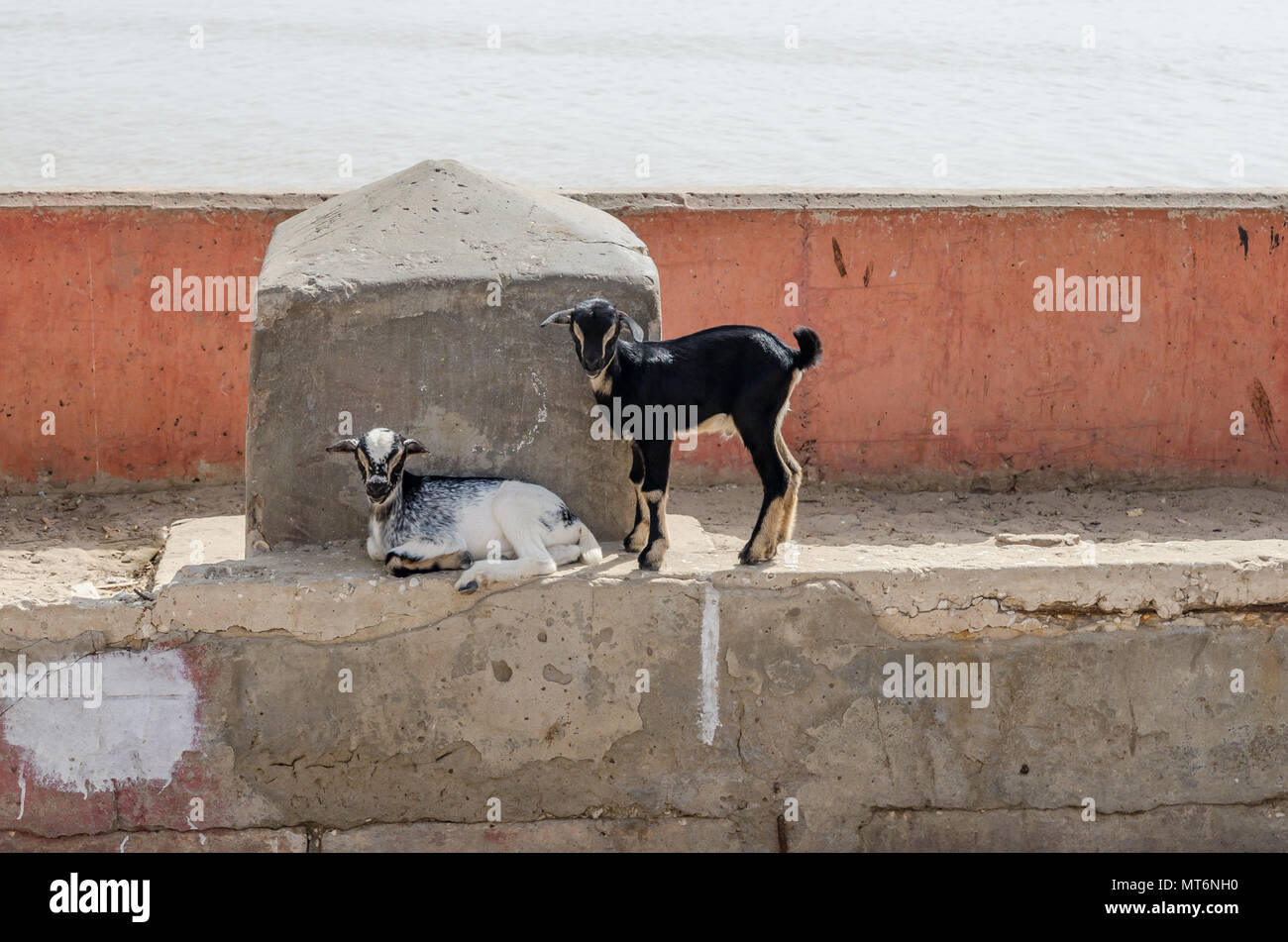Two young goats, black and white laying and standing in front of concrete wall and sea in St Louis, Senegal, Africa Stock Photo