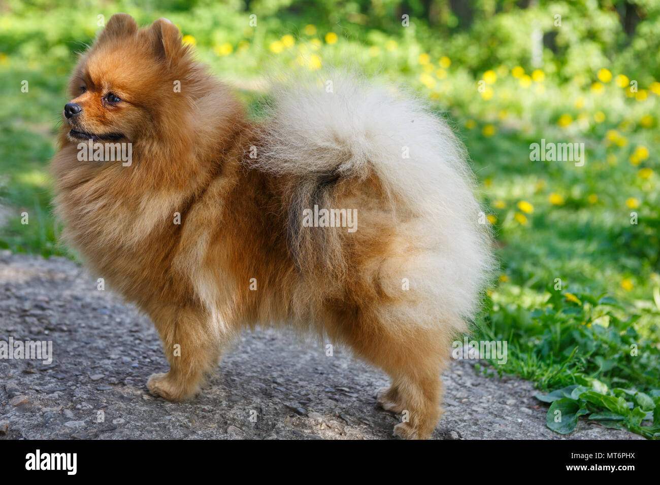 Small dog breed Pomeranian walks in the garden in spring Stock Photo - Alamy