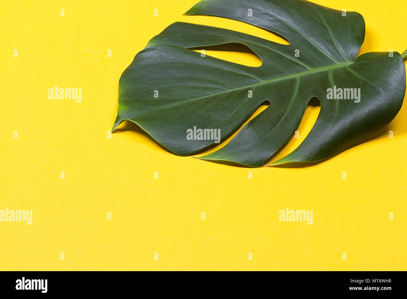 a monstera leaf on the yellow background Stock Photo