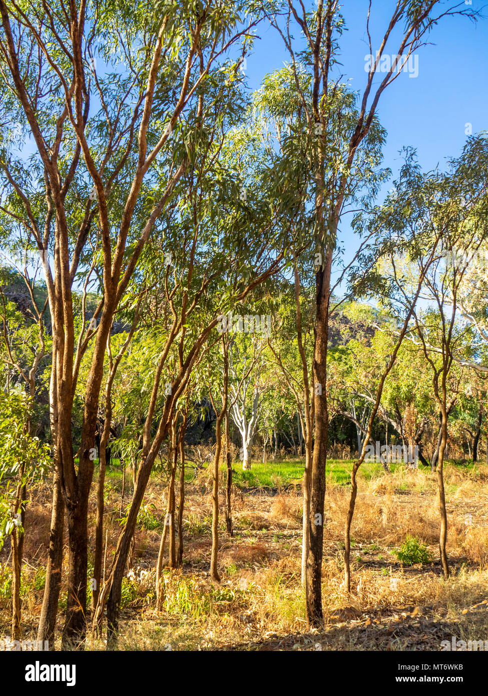 Eucalyptus savanna hires stock photography and images Alamy