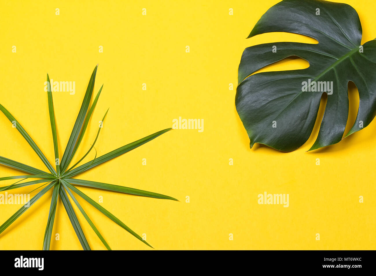 a monstera leaf on the yellow background Stock Photo - Alamy