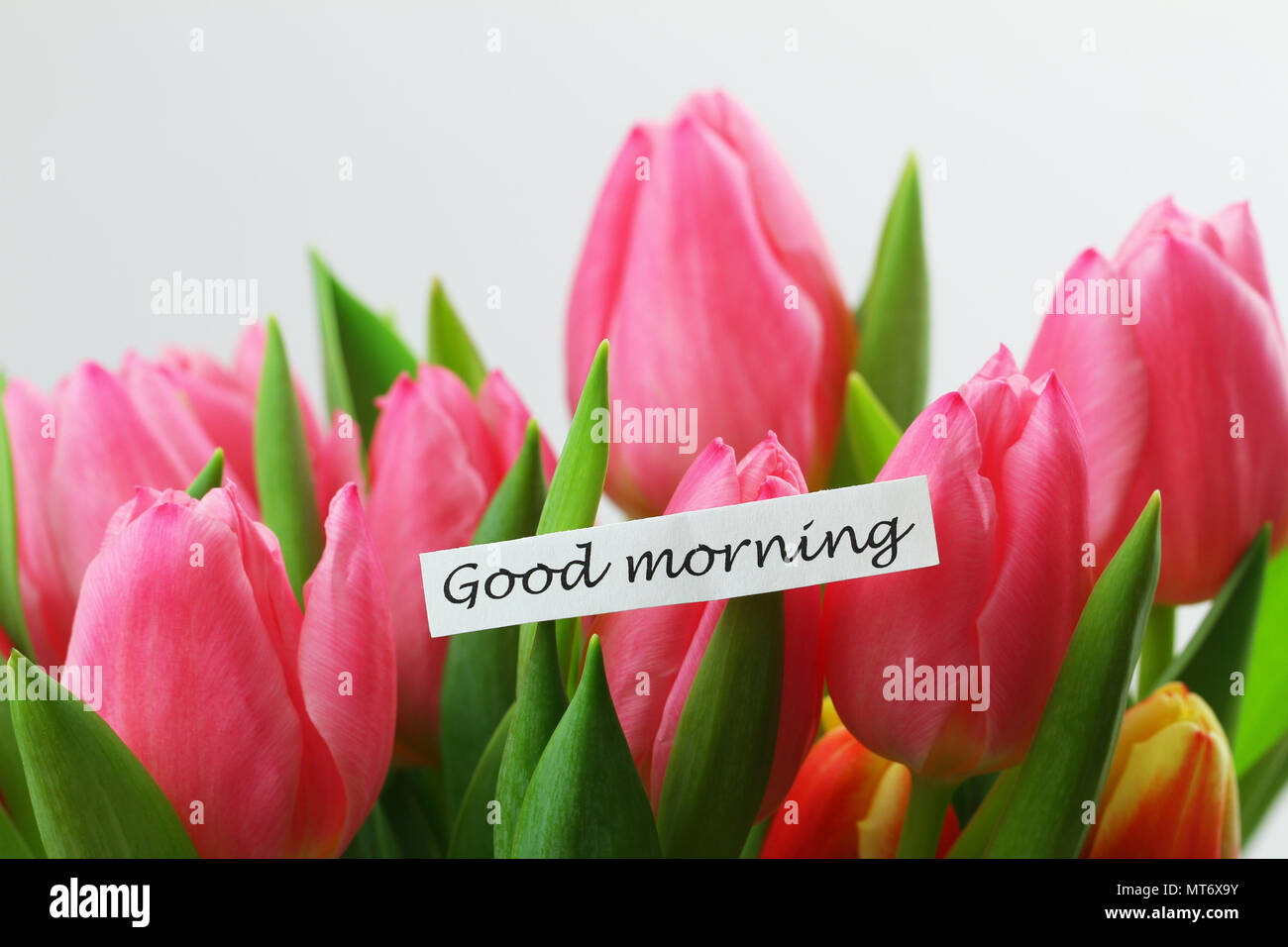 Good Morning Card With Pink Tulips On White Background Stock Photo