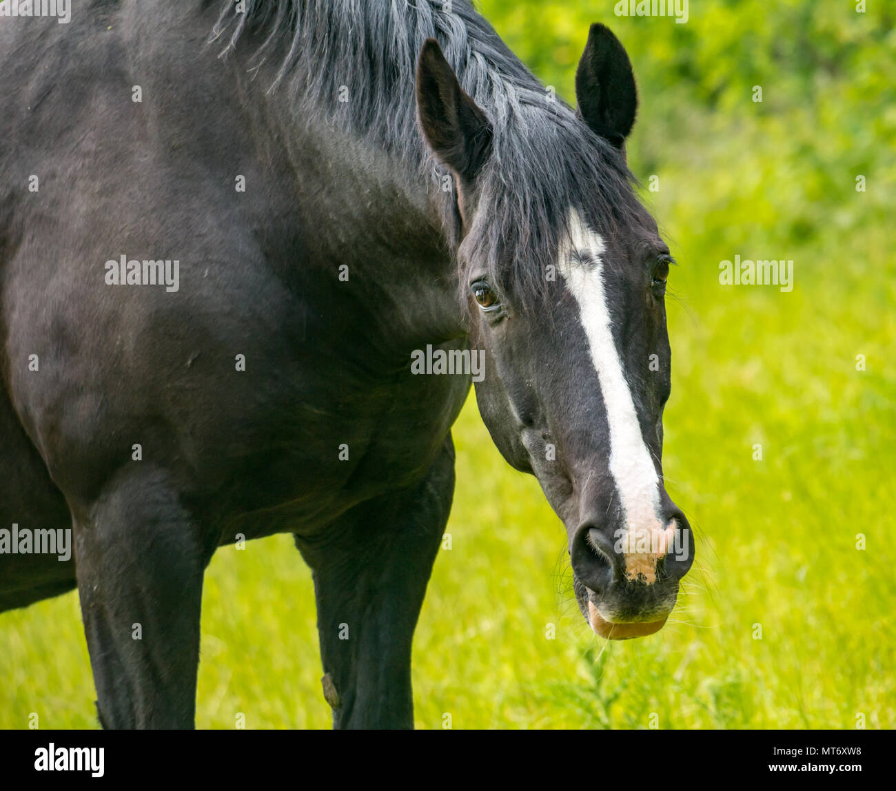 Close up of watchful black horse with white blaze in