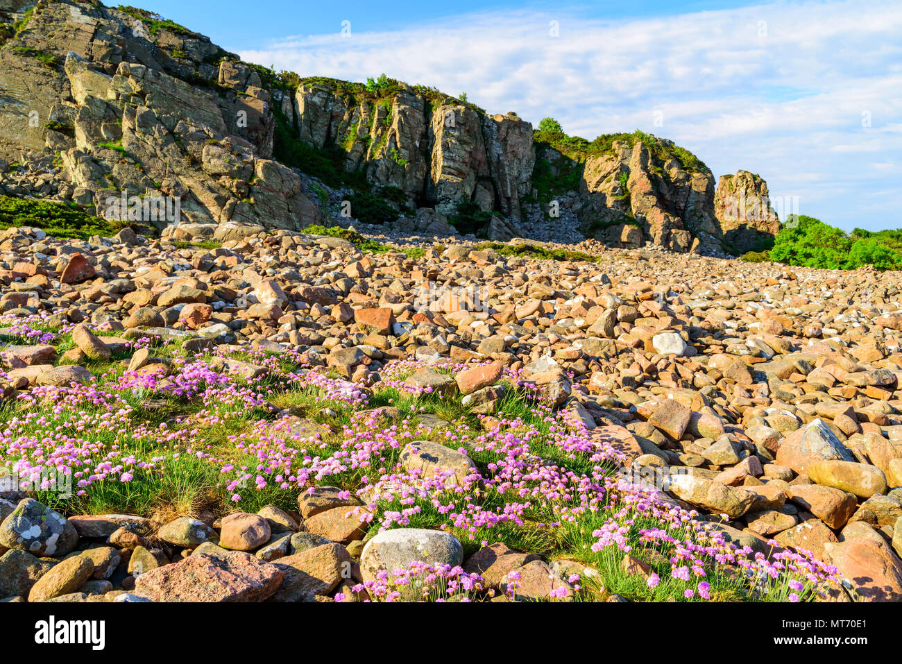 Thrift (Armeria maritima) growing in the rocky landscape at Hovs hallar in the Bjare nature reserve in Sweden. Stock Photo