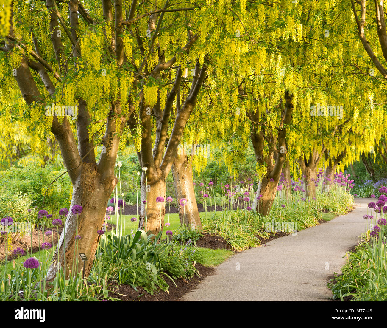 Beautiful walkway of laburnum trees (golden chain). Laburnum watereri Vossii. Stock Photo