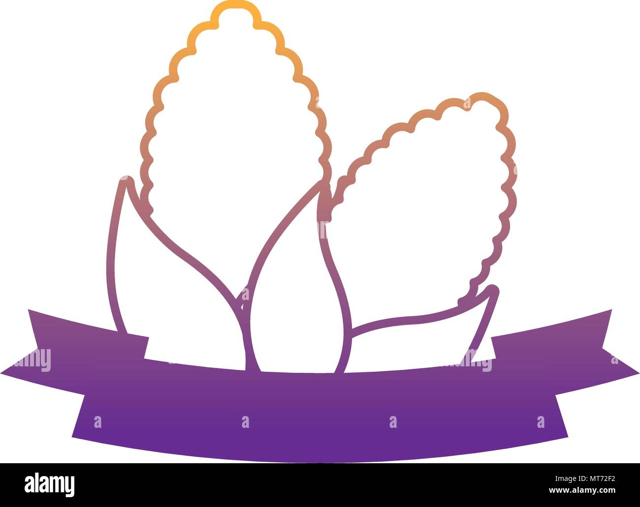 Corn Ribbons decorative ribbon with corns over white background, vector illustration ...