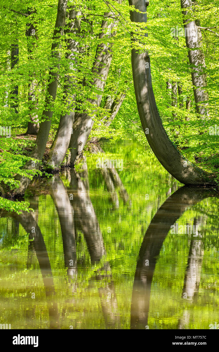 Beech trees with water in spring forest Stock Photo