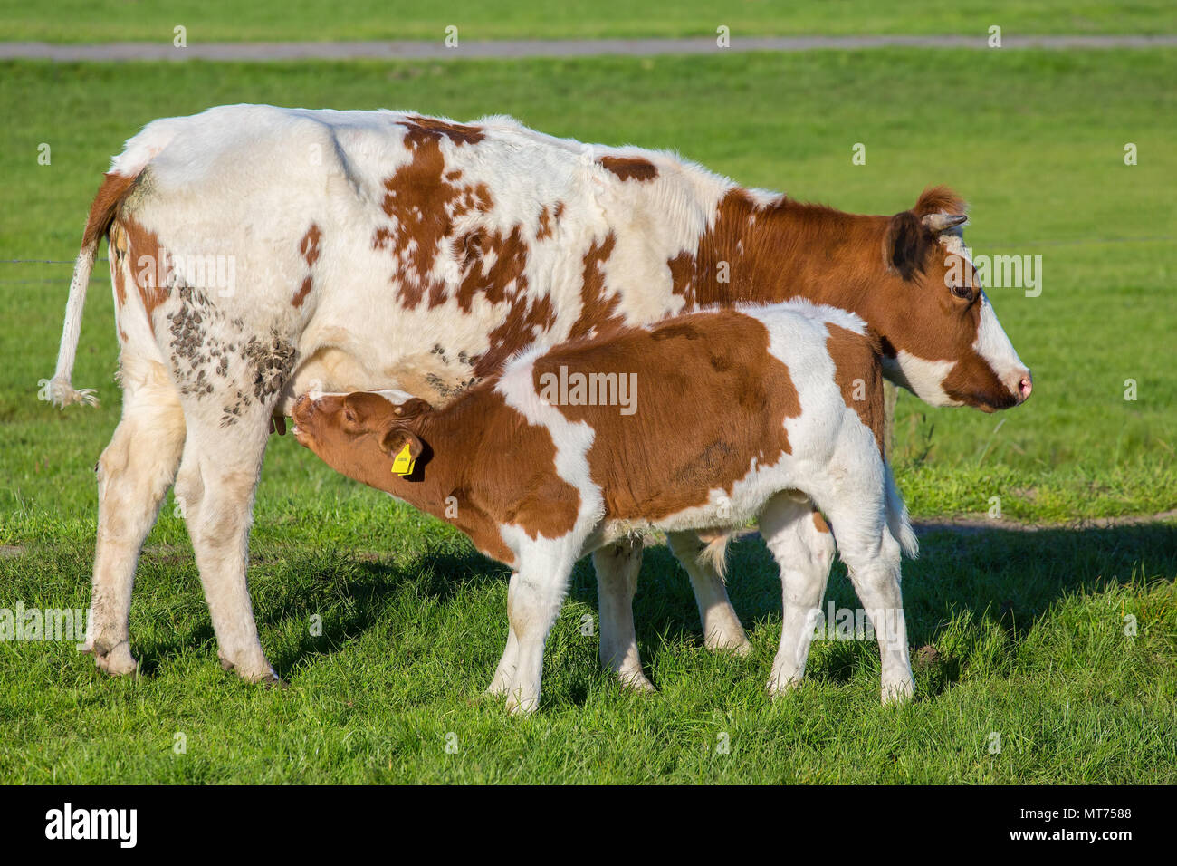 Brown with white calf drinking milk from mother cow in green meadow Stock Photo