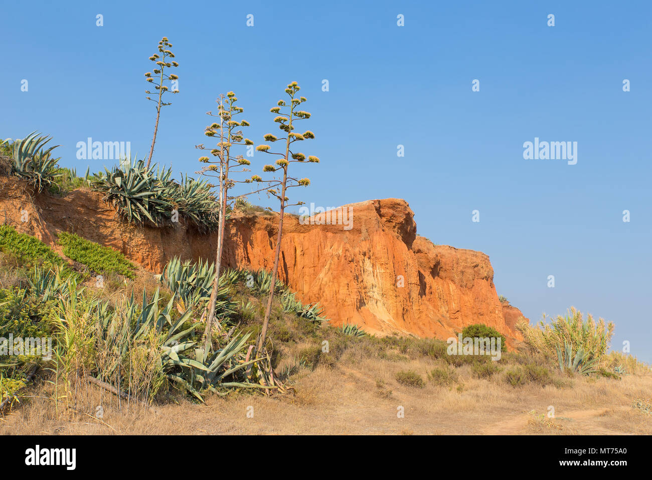 Landscape with Agaves at european rocky mountain Stock Photo