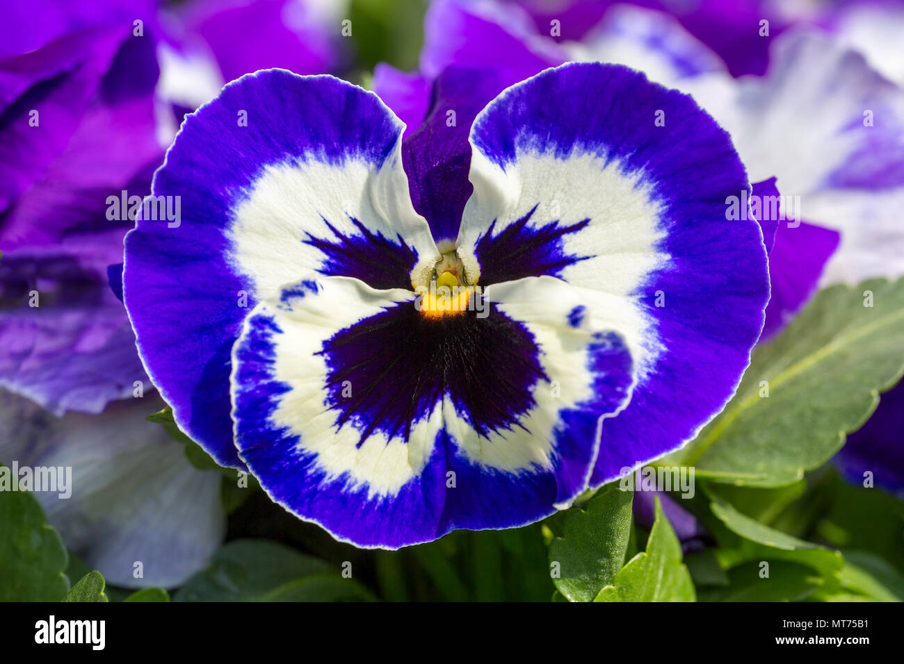 Close up of blue violet flower with details Stock Photo