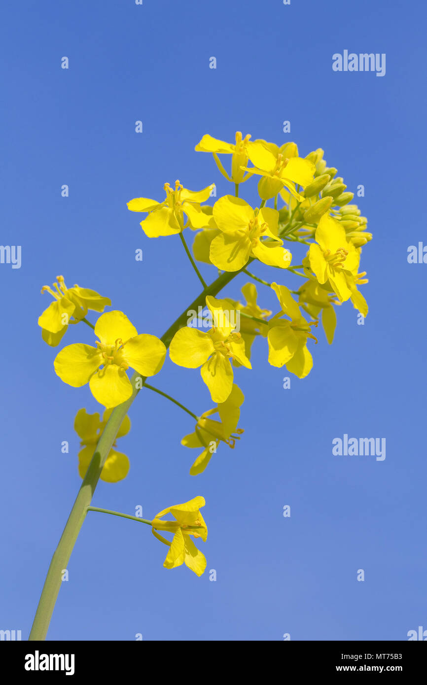 Macro photo of yellow rapeseed flower outdoors in blue sky Stock Photo