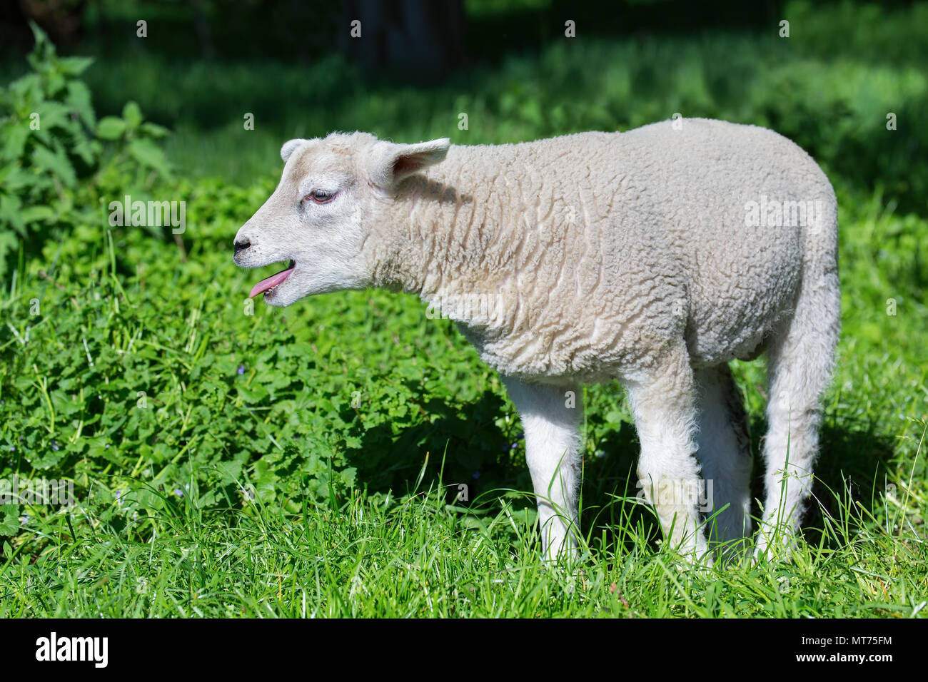 White lamb bleats and calls mother sheep in green grass Stock Photo