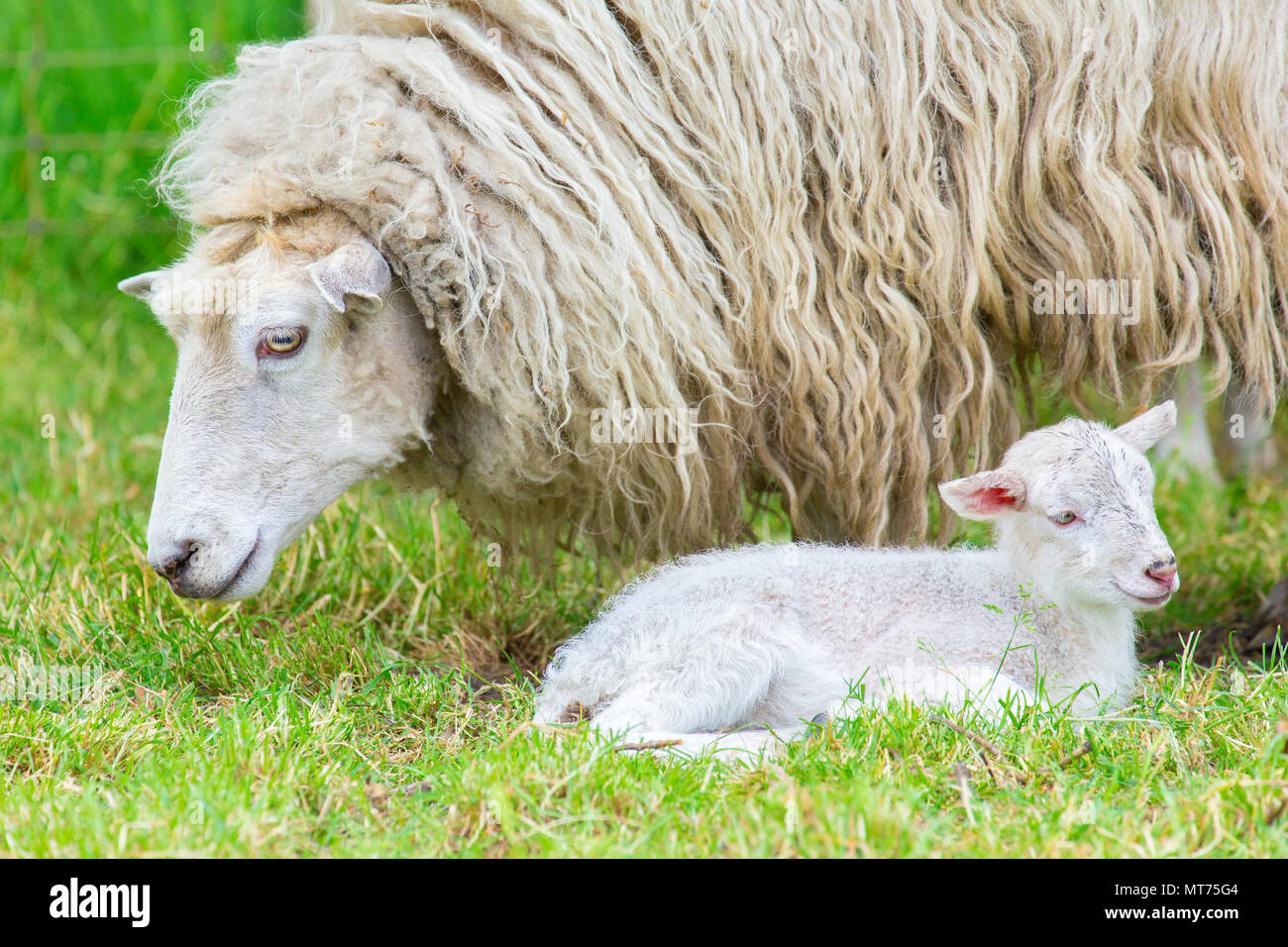 White mother sheep with newborn lamb in spring season Stock Photo - Alamy