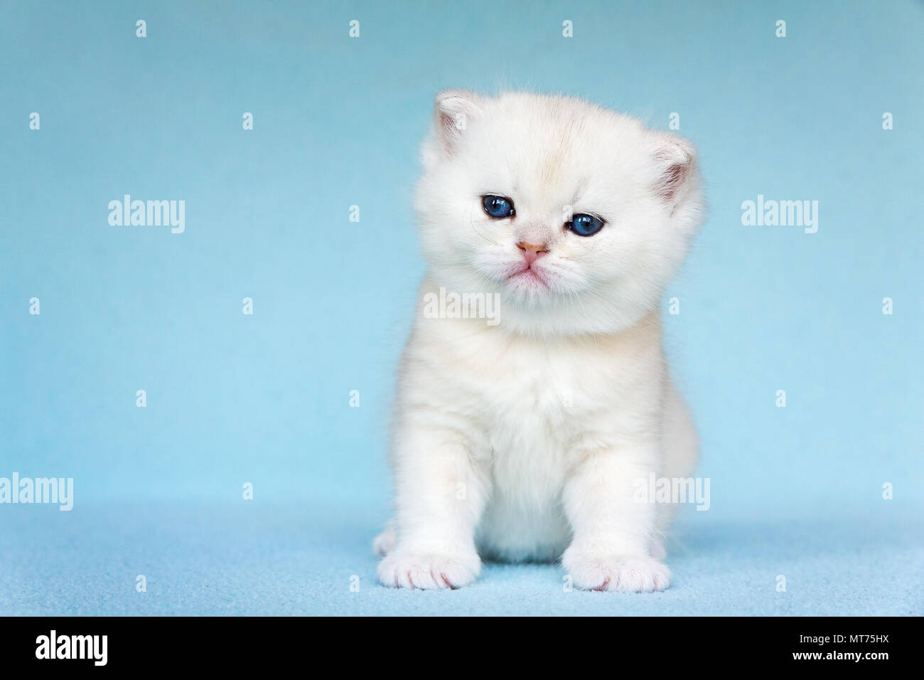 Young white kitten sits on sky blue background Stock Photo