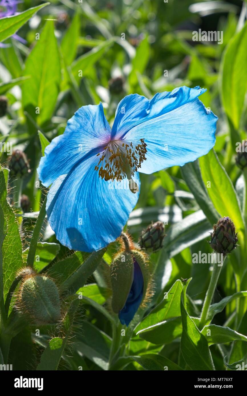 Himalayan Blue Poppy Stock Photo