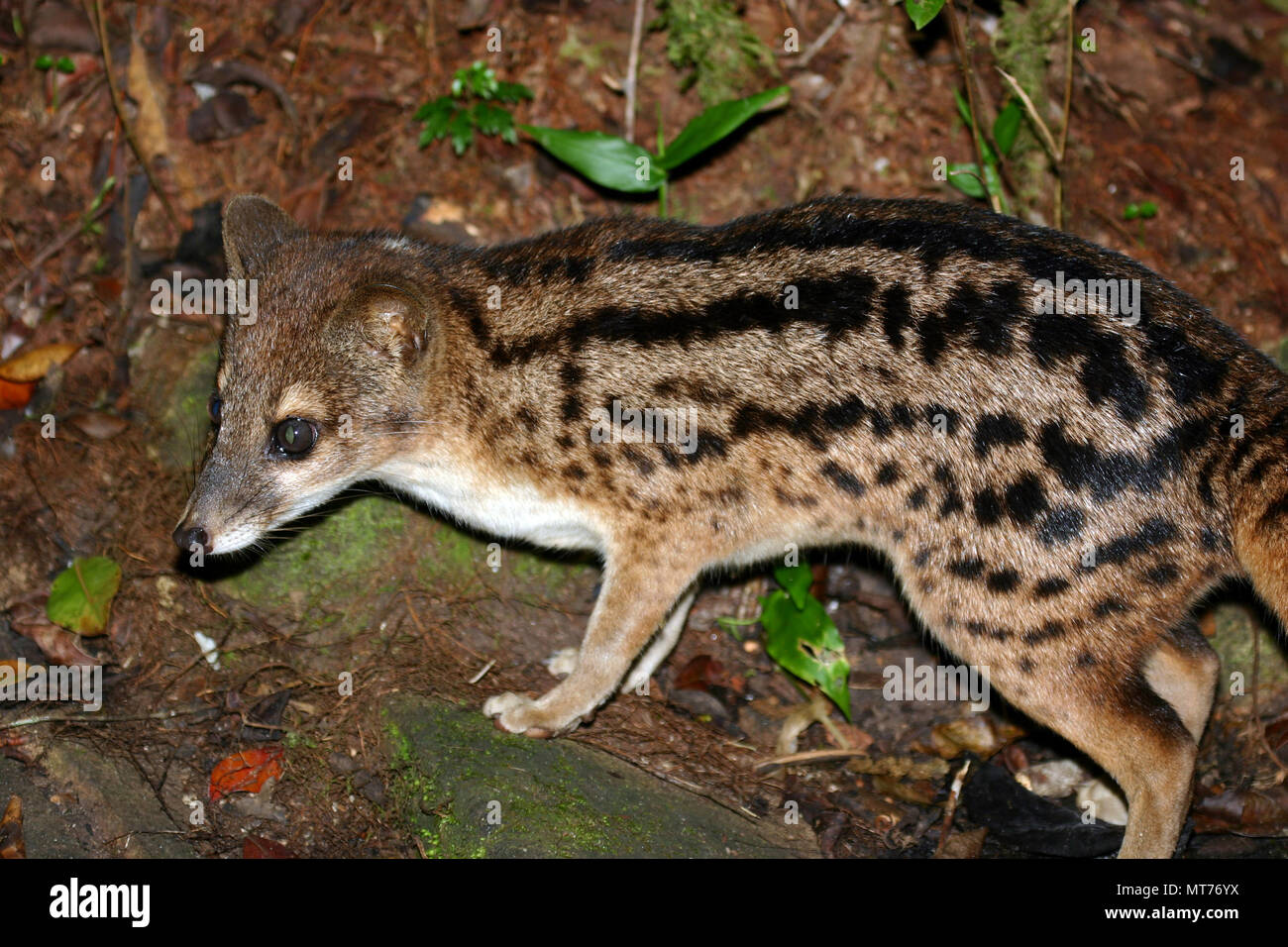 Malagasy Striped Civet Stock Photo
