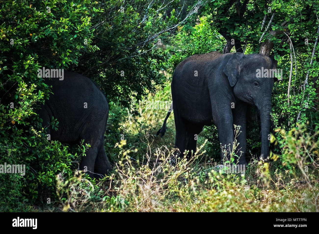 Small asian elephant hiding in trees in national park Stock Photo Alamy